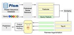 Retrieved Sequence Augmentation for Protein Representation Learning